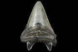 Bargain, Fossil Megalodon Tooth - South Carolina #130707-2